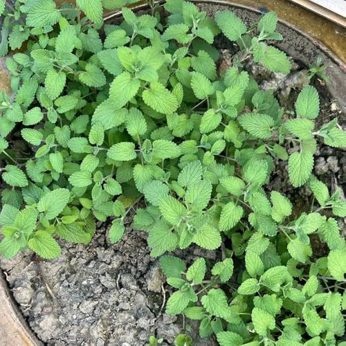 katzenminze - kräutergarten küche geschenk katzenminzesamen steingartenpflanzen bio bodendecker gartenkräuter gartendeko für draußen indoor kräutergarten balkon exotische 800samen