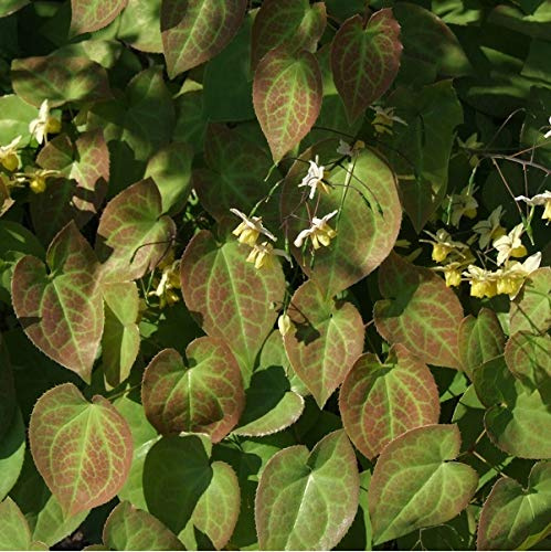 6 x Flaumige Elfenblume - Epimedium Pubigerum Topf 9x9cm: Gelbe Blüten, teppichartiger Wuchs, bienenfreundlich, pflegeleicht.