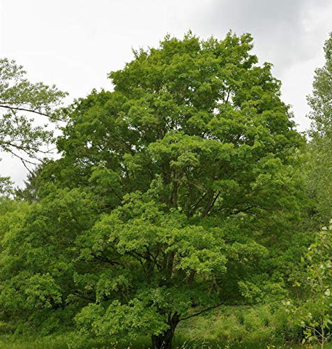 Feldahorn 100-125cm - Acer campestre - lebende Gartenpflanze aus den Baumschulen
