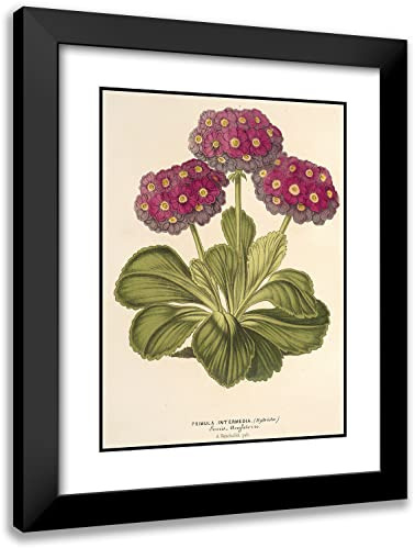 ArtDirect Charles Antoine Lemaire 14x18 Black Modern Frame and Double Matted Museum Art Print Titled - Intermediate Primrose (Hybrida) (1854-1896)