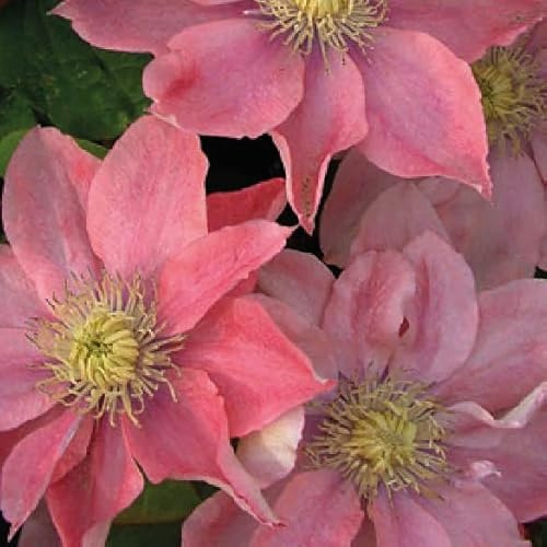 Clematis Großblütige Little Mermaid 1L - Garten Pflanzen mit schönen Blüten - Die perfekte Dekoration für Ihr Grundstück - Für Anfänger und professionelle Gärtner - Eine schöne Blume Pflanze