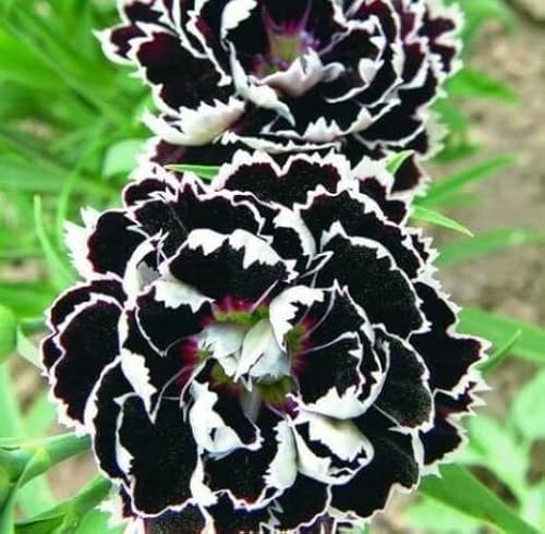 Generic 200pcs Carnation Flower Seeds Black White