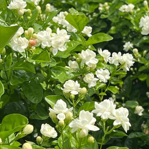 Semillas de jazmín, semillas para invitados decoración variedades antiguas cortadas jardín invernaderos balcón exóticas perennes 200pcs