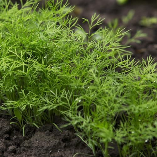 Semi di aneto - raro prodotti sostenibili da balcone verdi semi di aromatiche per giardinieri resistenti per giardini rocciosi vecchie varietà esotico 500pcs