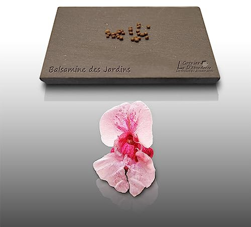 25 graines Fleurs à semer - Le Grenier d'Abondance - BALSAMINE des Jardins - Impatiens walleriana