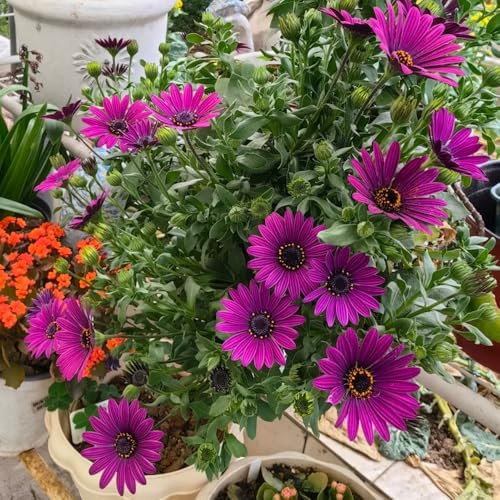 Kapkörbchen bonsai topf blumenstauden winterhart bodendecker winterhart mehrjährig zimmerpflanze blumendeko winterharte stauden für pralle sonne hochbeet balkon wildblumen 350samen