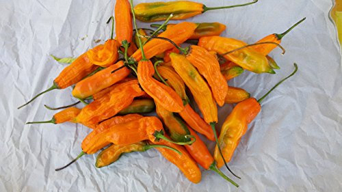 SEMI PEPERONCINO AJI AMARILLO+ GUIDA ALLA COLTIVAZIONE