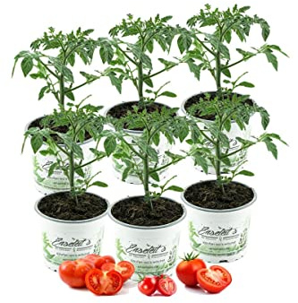 Tomatenset, 6 Tomatenpflanzen,Normale Stabtomate,Fleischtomate,Cocktailtomate