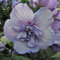 Hibiskus Garteneibisch Blue Chiffon - Hibiscus syriacus - winterhart und mehrjährig - 1 Zierstrauch von Garten Schlüter - Pflanzen in Top-Qualität 30-40 cm
