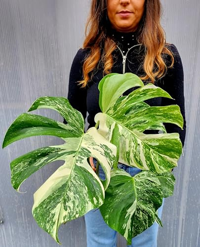 POWERS TO FLOWERS - PHYLODENDRON PERTUSUM, MONSTERA DELICIOSA ALBO VARIGATA, IN VASO 14CM DIAMETRO, pianta vera