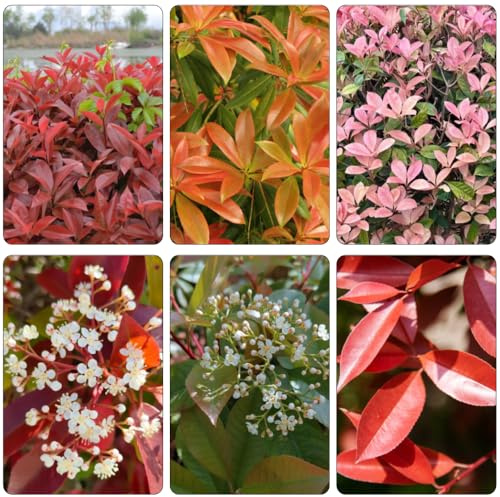 Photinia red robin - petirrojo rojo semillas de exóticas de jardín semillas silvestres resistentes para jardines rocas jardín sombra, 125pcs