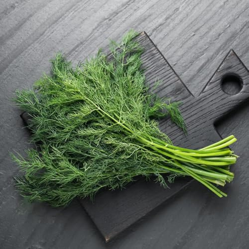semillas de eneldo orgánicode invernadero interior, variedades antiguas resistente, jardín 200pcs