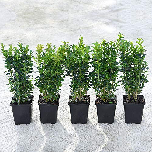 Box Shrub x 5 Buxus Hedge Plants Hardy Evergreen Hedging Shrub Topiary for Outdoors & Patio Containers Buxus Sempervirens in 9cm Pots by Thompson & Morgan