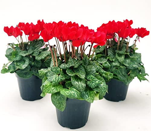 POWERS TO FLOWERS - CICLAMINO SUPERSERIE ROSSO, FIORITURA EXTRA, 3 PIANTE, VASO 12CM, piante vere