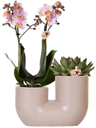 Kolibri Orchids | Conjunto de orquídeas Rosadas Andorra y Suculento en Tube Maceta Sand - tamaño de Maceta Ø9cm | Planta de Interior Que florece - Fresca del cultivador