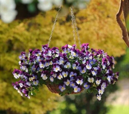 Buy4seeds Pansy Trailing Winter Flowering - Cool Wave - Violet Wing - 18 Seeds Easy to Grow