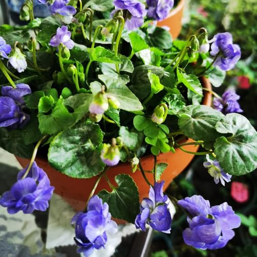 Duftveilchen Winterhart, exotische blumenwiese balkon gartendeko für draußen bodendecker wildblumensamen 120Samen