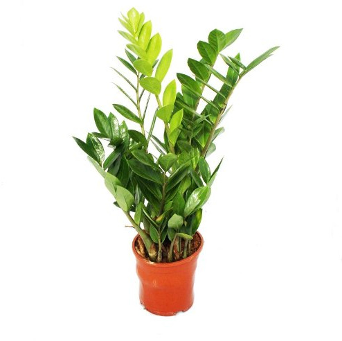 Zamioculcas zamiifolia Zamio Palme Zamio Farn 14cm Topf