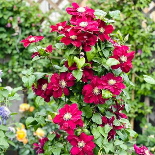 Generic 2 piezas Bulbos resistentes de clemátide, plantas regalo flores perennes resistente Clematis florida, plantas trepadoras resistentes