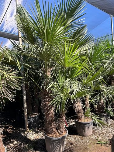 Sunny Tree - Palmier - Trachycarpus Fortunei à deux troncs - Palmier chinois en éventail - Palmier chanvre - 220-240 CM Pot inclus - Résistant à l'hiver jusqu'à -18