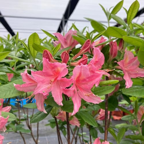 semi di rododendro - perenni resistenti estremamente aiuola 40pcs