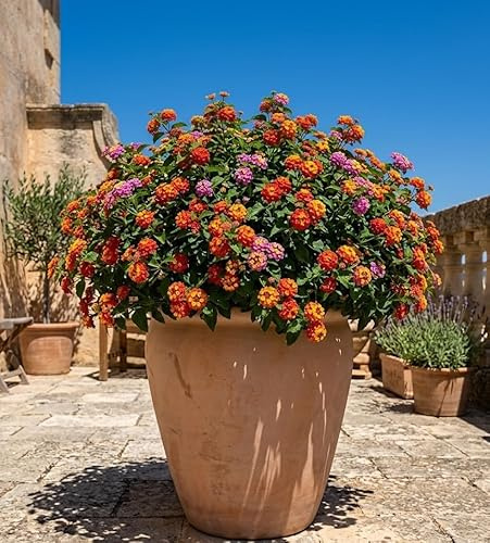 GartenGees Pflanzkübel - Vase - XXL - Pflanzgefäß Terracotta frostfest 4 Größen wählbar (55cm Höhe)