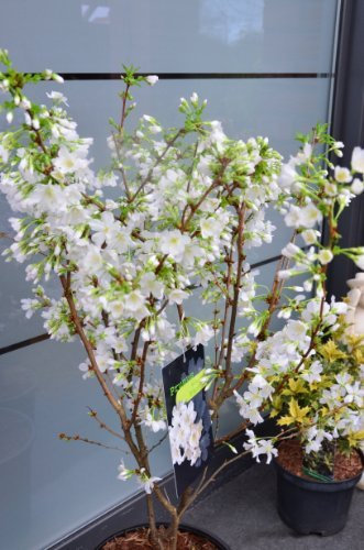Japanische Zierkirsche Prunus kurilensis Brilliant 60-80 cm hoch im 5 Liter Pflanzcontainer