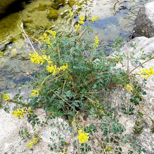 semillas de espuela de caballero - decoración de jardín para exteriores, espuela de caballero de interior, 60pcs