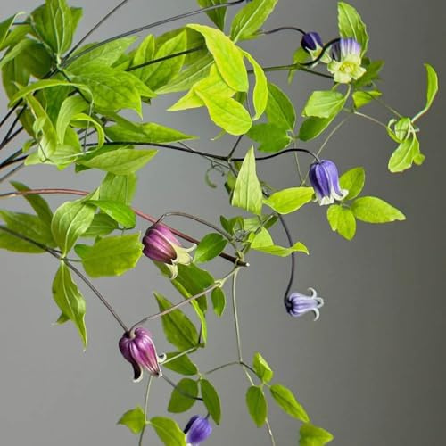 clematis winterhart - klematis garten seltene deko 3zwiebeln