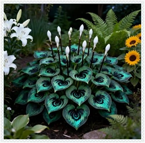 Resistenti al freddo e alla siccità-Bulbi di Hosta-Hosta Bulbi-Rare-8 Bulbi-B