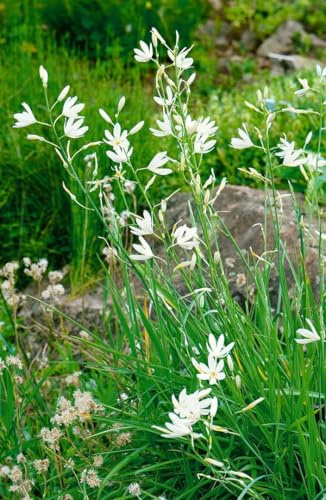 Anthericum liliago 9x9 cm Topf – Winterhart & Mehrjährig & Pflegeleicht – Graslilie – Staude für Steingarten & Beet