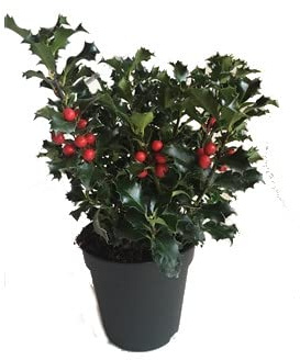 DECOALIVE Acebo o Árbol del Beso Planta Natural de Exterior