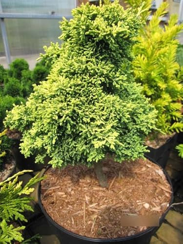 Chamaecyparis lawsoniana Bregeon Jaune - Zwerg-Muschelzypresse