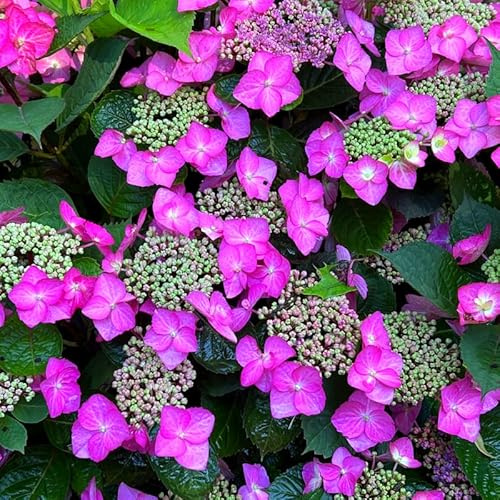Cold Hardy Hydrangea Live Plant Tree, 5-10 Hydrangea Bush Live Shrub Starter Plants, Dormant in Winter, Purple to Pink Blue Color Blooms