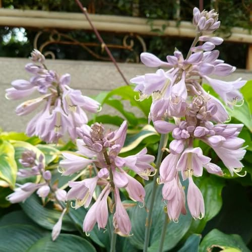 semi di hosta resistenti, decorative perenni da balcone rare 50pcs