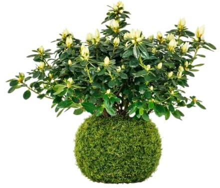 Kokedama de Azalea Planta Viva de Interior con Flor en Bola de Musgo | DECOALIVE Decoración Natural