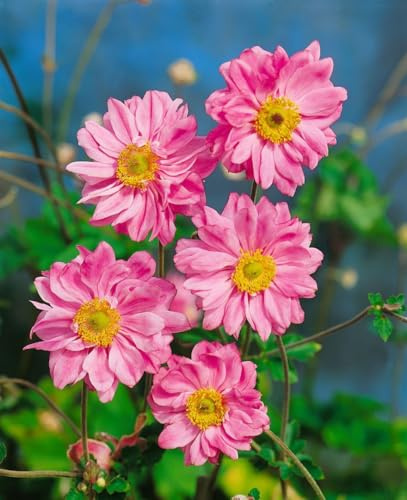 Anemone japonica 'Bressingham Glow' 9x9 cm Topf – Winterhart, Mehrjährig, Pflegeleicht – Herbst-Anemone – Staude für Beet & Rabatte