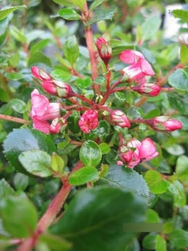 Escallonia Red Dream - Andenstrauch Red Dream - 30-40cm