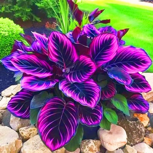 Hosta Plants for Sale, Hardy Perennial, Bulbs Mix, Ornamental Flowers, Hosta Bulbs Live, Easy Plant, Wedding Flowers, 6bulbs-h