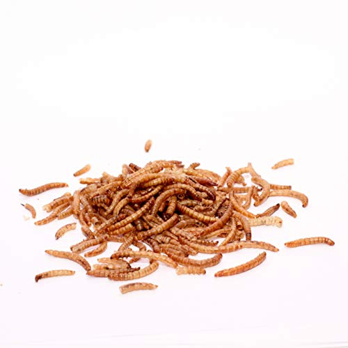 Warnick's Naturhäppchen Mehlwürmer getrocknet - 2 kg | Naturfutter für Vögel, Reptilien, Nager & Fische - Als Schildkröten- & Igelfutter - Hoher Eiweißgehalt & naturbelassen