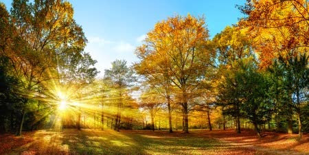 Holz-Bild 60 x 30 cm: Scenic Herbst -Panorama mit der Sonne, die durch das goldene Laub scheint und die Waldlandschaft beleuchtet(44219555)
