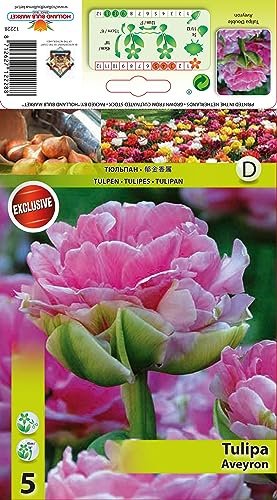 Tulpenzwiebeln : Tulpe Pfingstrosentulpe  Aveyron  5 Blumenzwiebeln