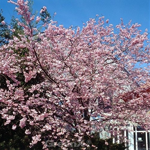 Rosa Winterkirsche 60-80cm - Prunus subhirtella - lebende Gartenpflanze aus den Baumschulen