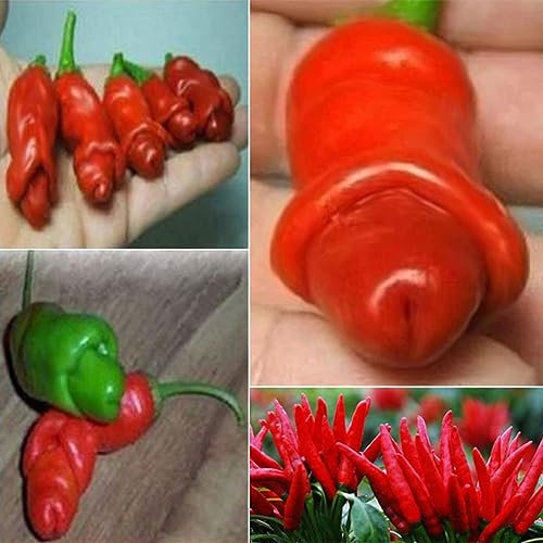 PERZOE 30 Pezzi di Semi di Peperoncino per Pene di Pepe pornografico, Decorazioni da Giardino per Piante vegetali Speciali Semi di Peperoncino# 30 Pezzi