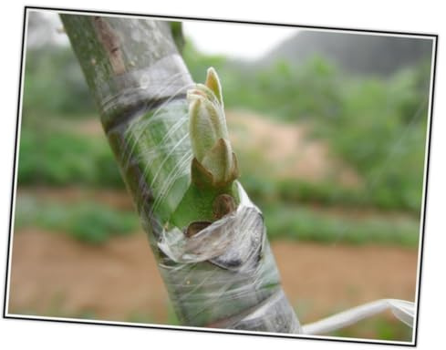 Toddmomy Nastro per Innesto Piante Autoadesivo in Film Pe Verde Elastico per Innesti e Germogli, Aumenta la Sopravvivenza di Frutti e Noci in Giardino