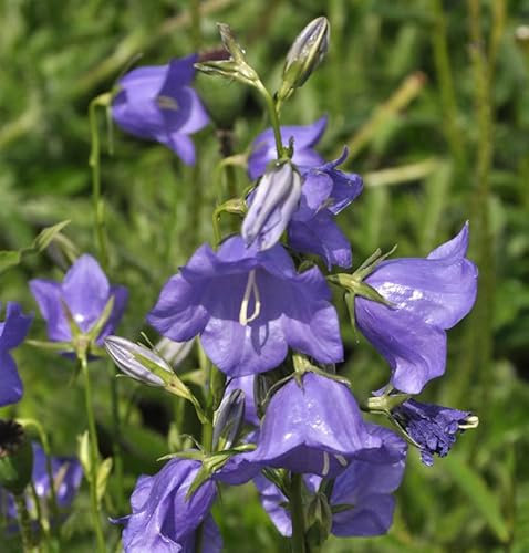Pfirsichblütige Glockenblume Azure Beauty - campanula persicifolia