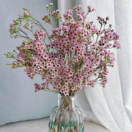 Chamelaucium uncinatum - pflanzensamen exotisch blumengarten hängepflanzen winterhart mehrjährig blumensaat wildblumen balkonblumen blumensamen balkon steingartenpflanzen winterhart 10samen