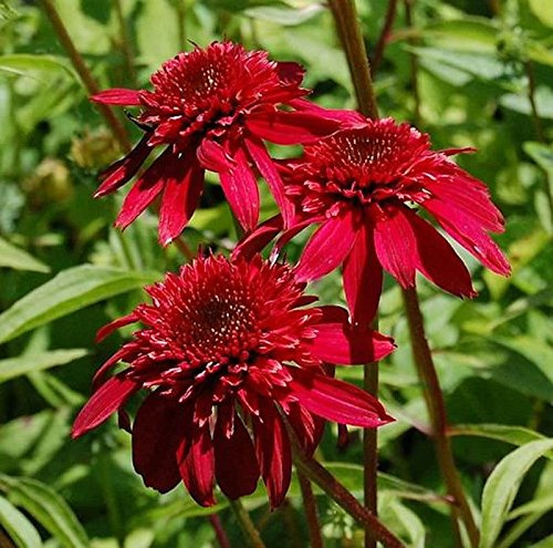 Sonnenhut Scoop Cranberry - Echinacea purpurea