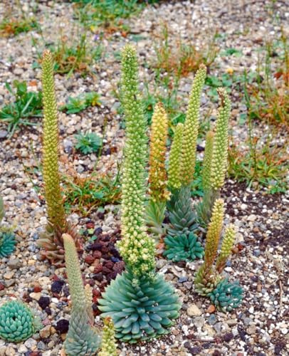 Orostachys spinosus ca. 9x9 cm Topf - Spinniger Steinbrech, sukkulente Blattrosetten, ideal für Steingärten, winterhart, pflegeleicht