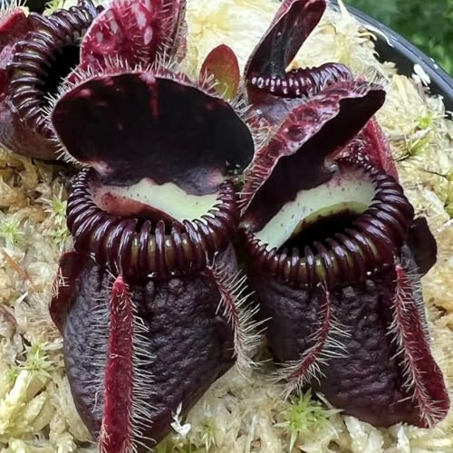 Nepenthes - fleischfressende luftreinigende zimmerpflanzen exotische grünpflanzen geschenke für gartenliebhaber pflanzensamen pflegeleichte zimmerpflanzen kannenpflanze 350Samen